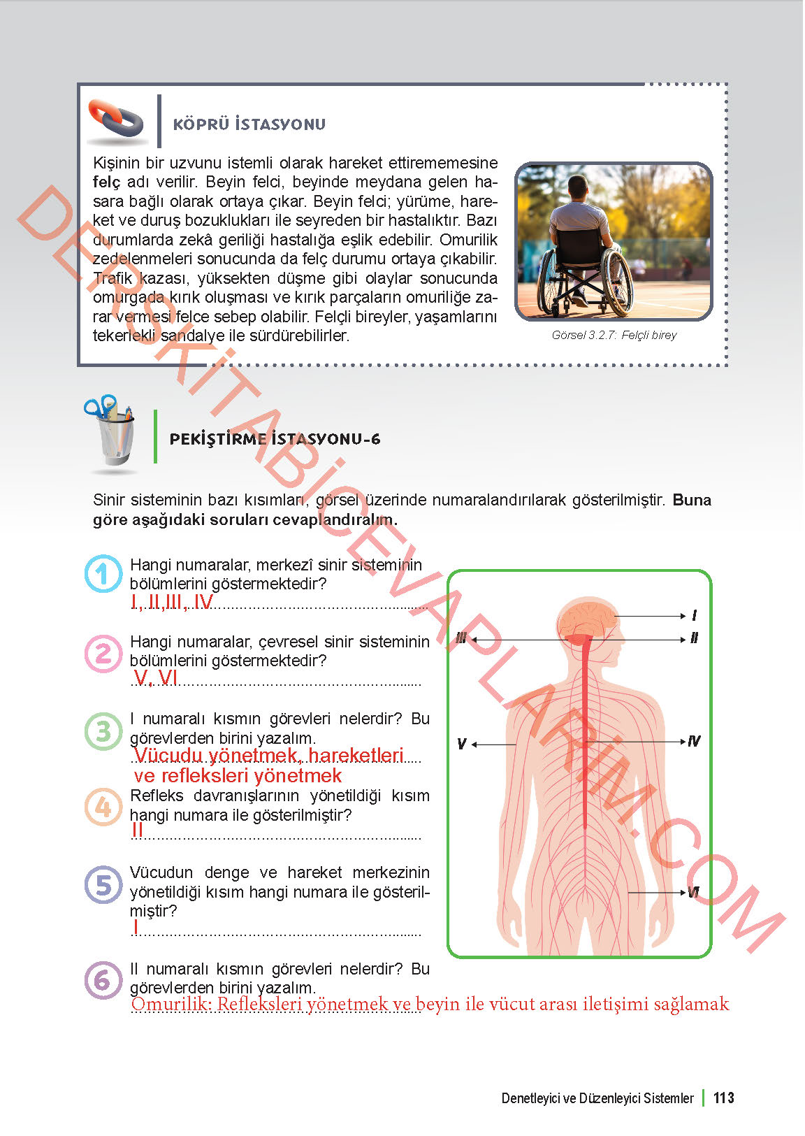 6. Sınıf Fen Bilgisi 1. Kitap Meb Yayınları Ders Kitabı Sayfa 113 Cevapları 6. Sınıf Fen Bilgisi 1. Kitap Meb Yayınları Ders Kitabı Sayfa 113 Cevapları