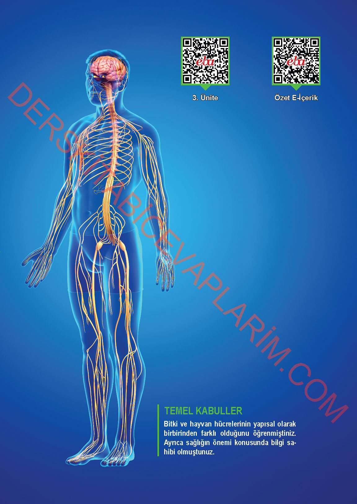 6. Sınıf Fen Bilgisi 1. Kitap Meb Yayınları Ders Kitabı Sayfa 79 Cevapları