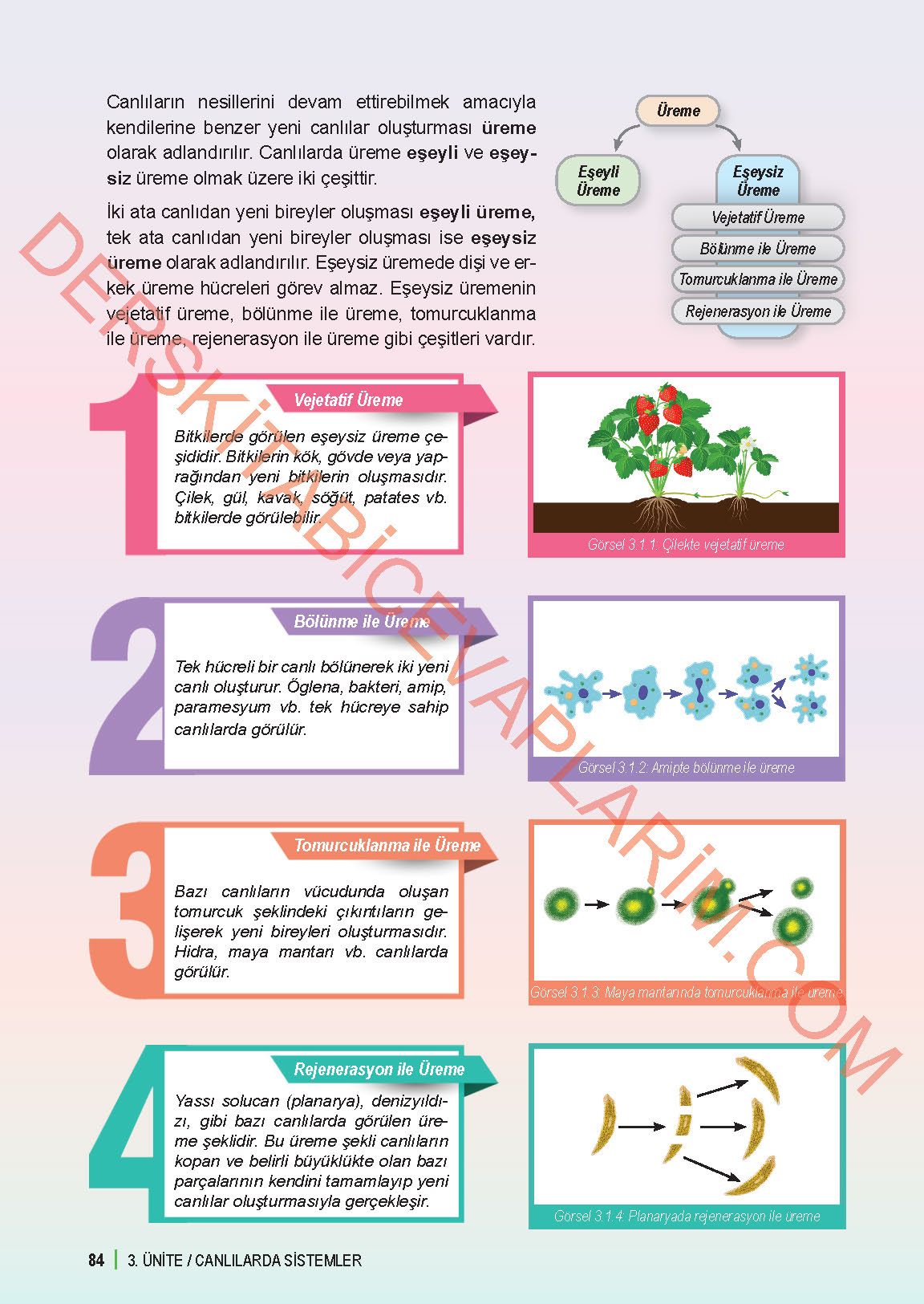 6. Sınıf Fen Bilgisi 1. Kitap Meb Yayınları Ders Kitabı Sayfa 84 Cevapları