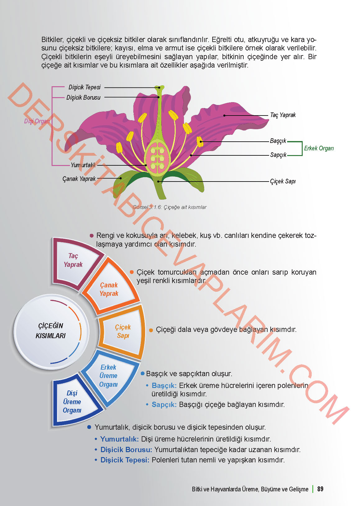 6. Sınıf Fen Bilgisi 1. Kitap Meb Yayınları Ders Kitabı Sayfa 89 Cevapları 6. Sınıf Fen Bilgisi 1. Kitap Meb Yayınları Ders Kitabı Sayfa 89 Cevapları