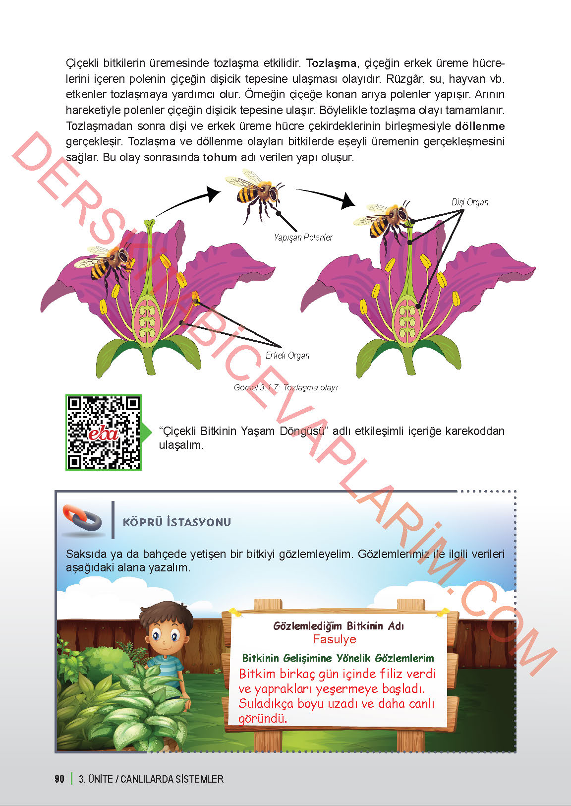 6. Sınıf Fen Bilgisi 1. Kitap Meb Yayınları Ders Kitabı Sayfa 90 Cevapları