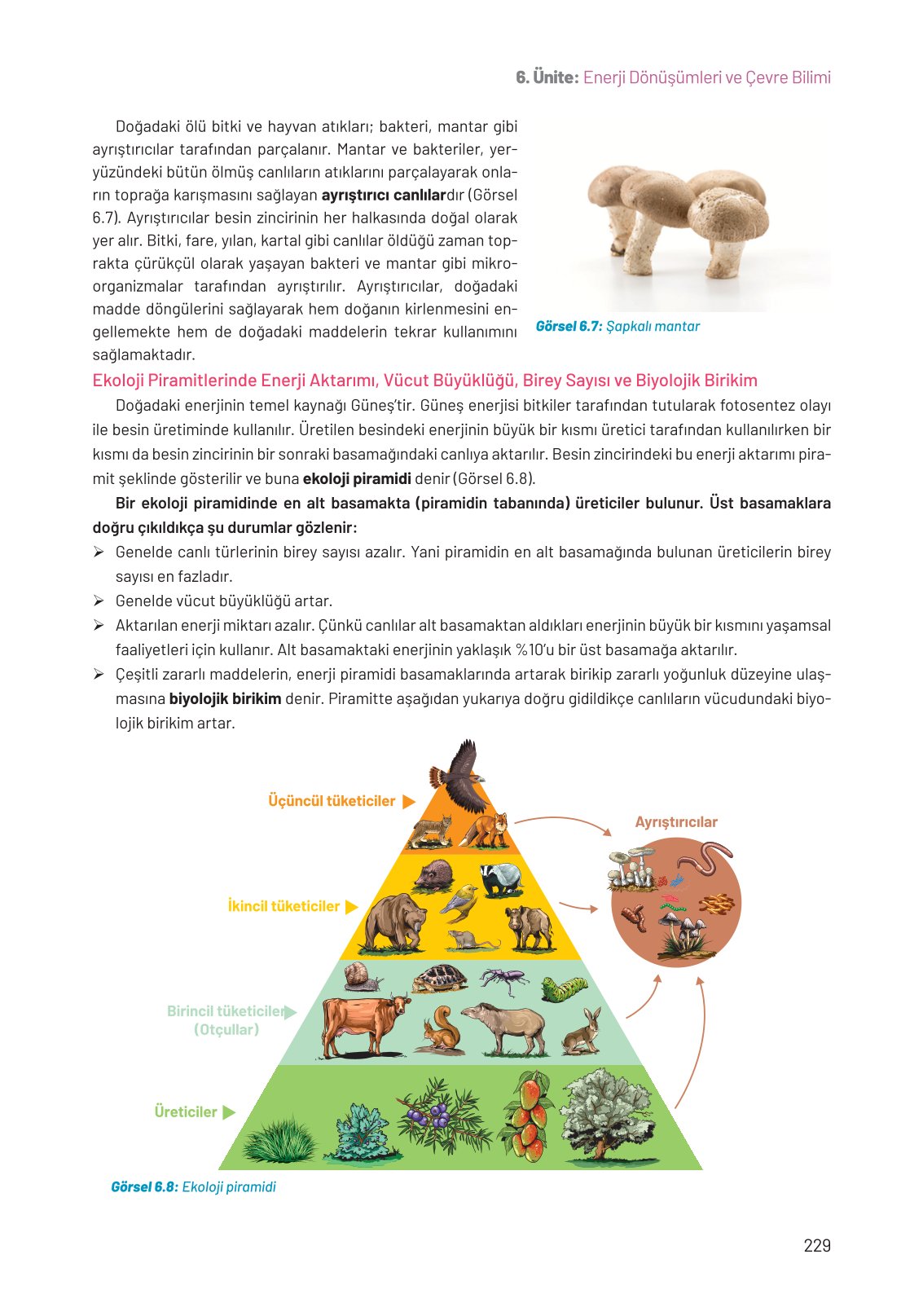 8. Sınıf Hecce Yayıncılık Fen Bilimleri Ders Kitabı Sayfa 229 Cevapları