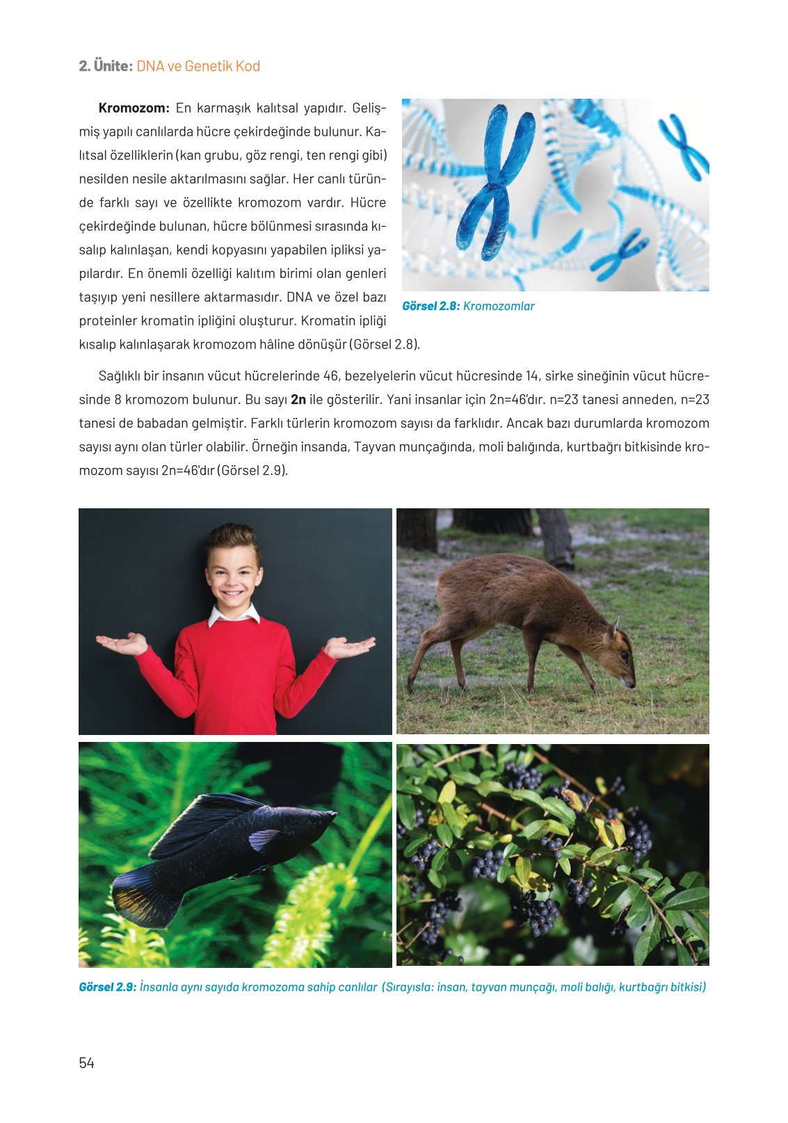 8. Sınıf Hecce Yayıncılık Fen Bilimleri Ders Kitabı Sayfa 54 Cevapları