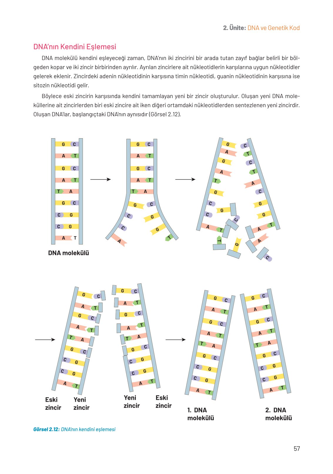 8. Sınıf Hecce Yayıncılık Fen Bilimleri Ders Kitabı Sayfa 57 Cevapları