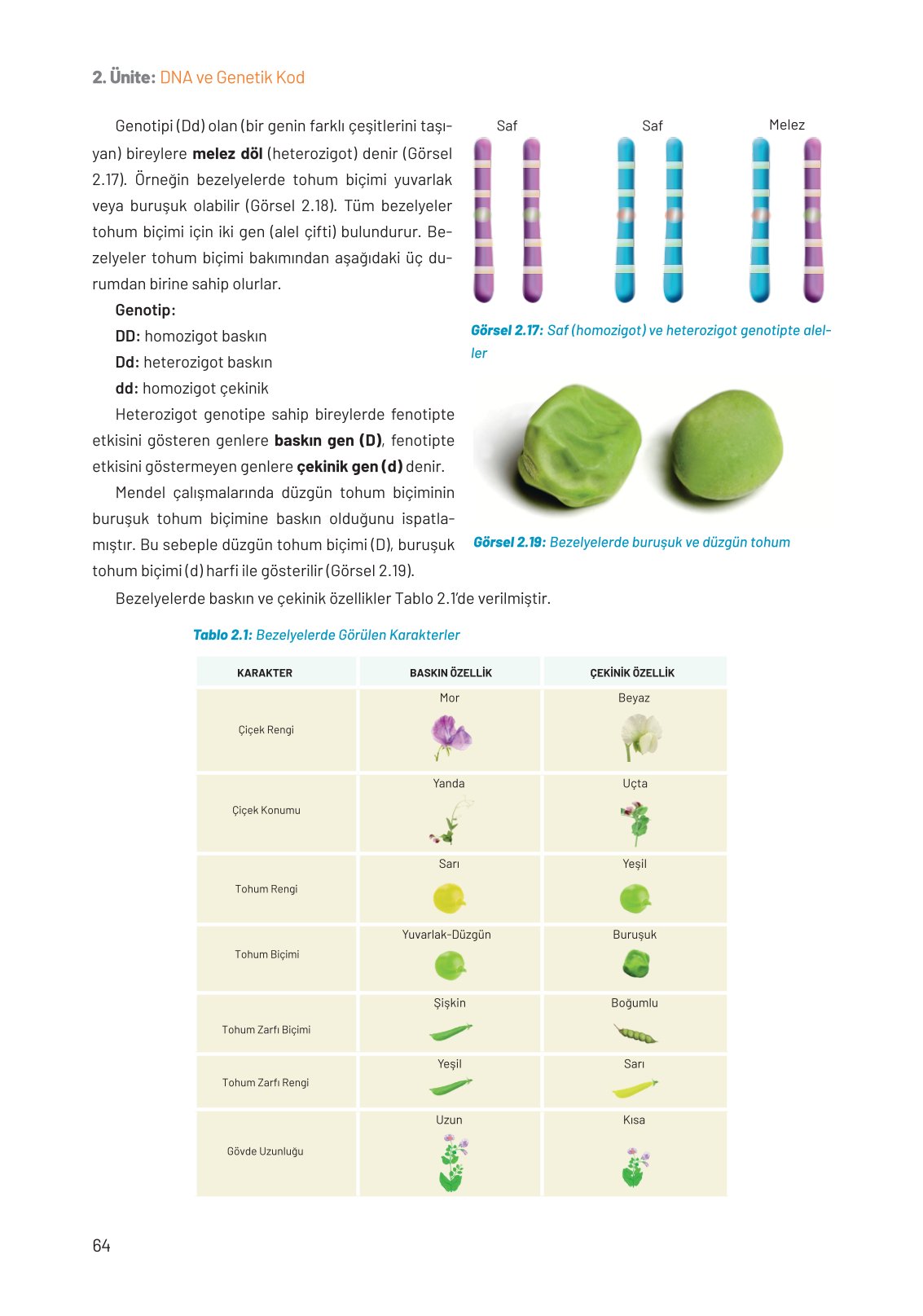 8. Sınıf Hecce Yayıncılık Fen Bilimleri Ders Kitabı Sayfa 64 Cevapları