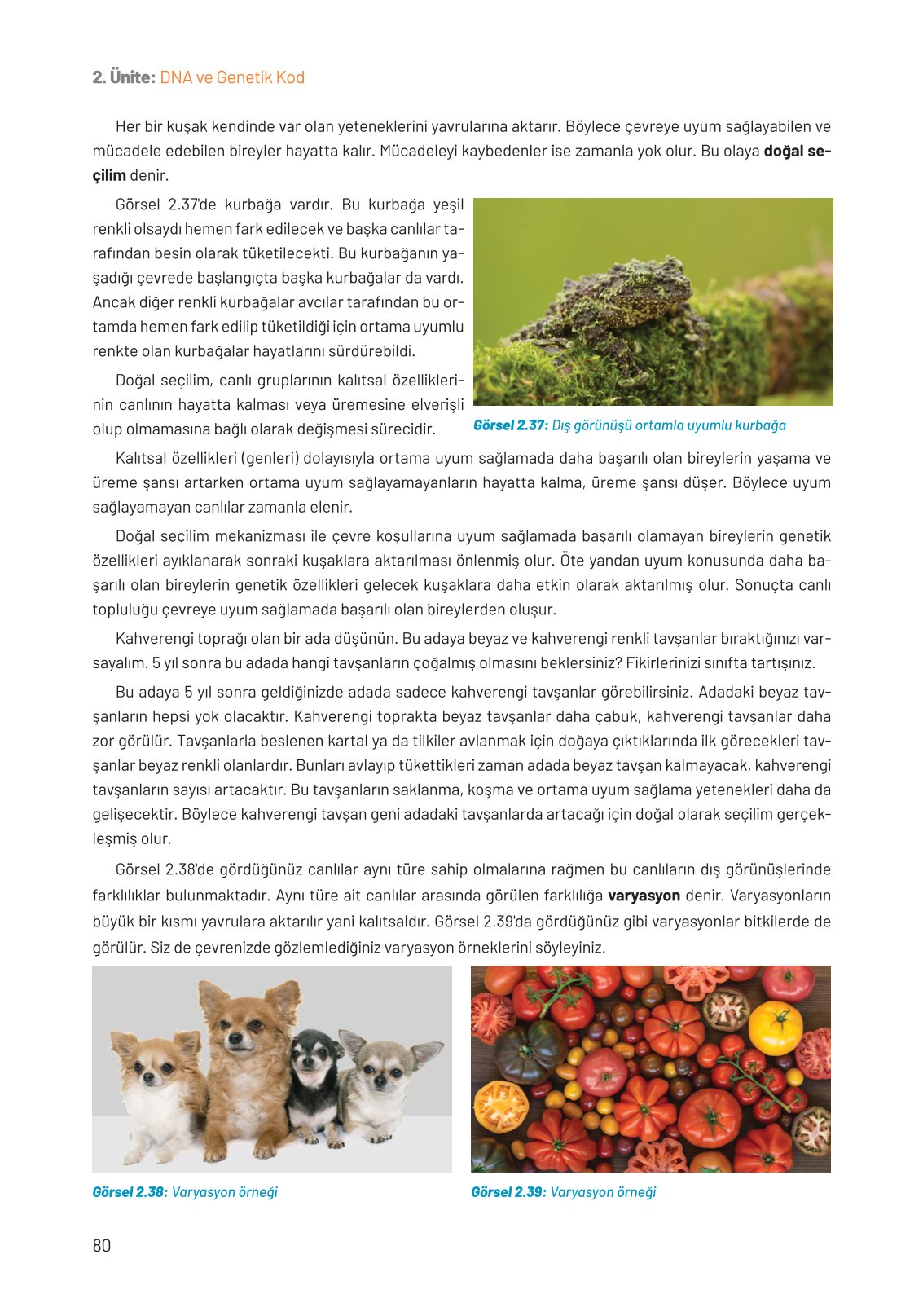 8. Sınıf Hecce Yayıncılık Fen Bilimleri Ders Kitabı Sayfa 80 Cevapları