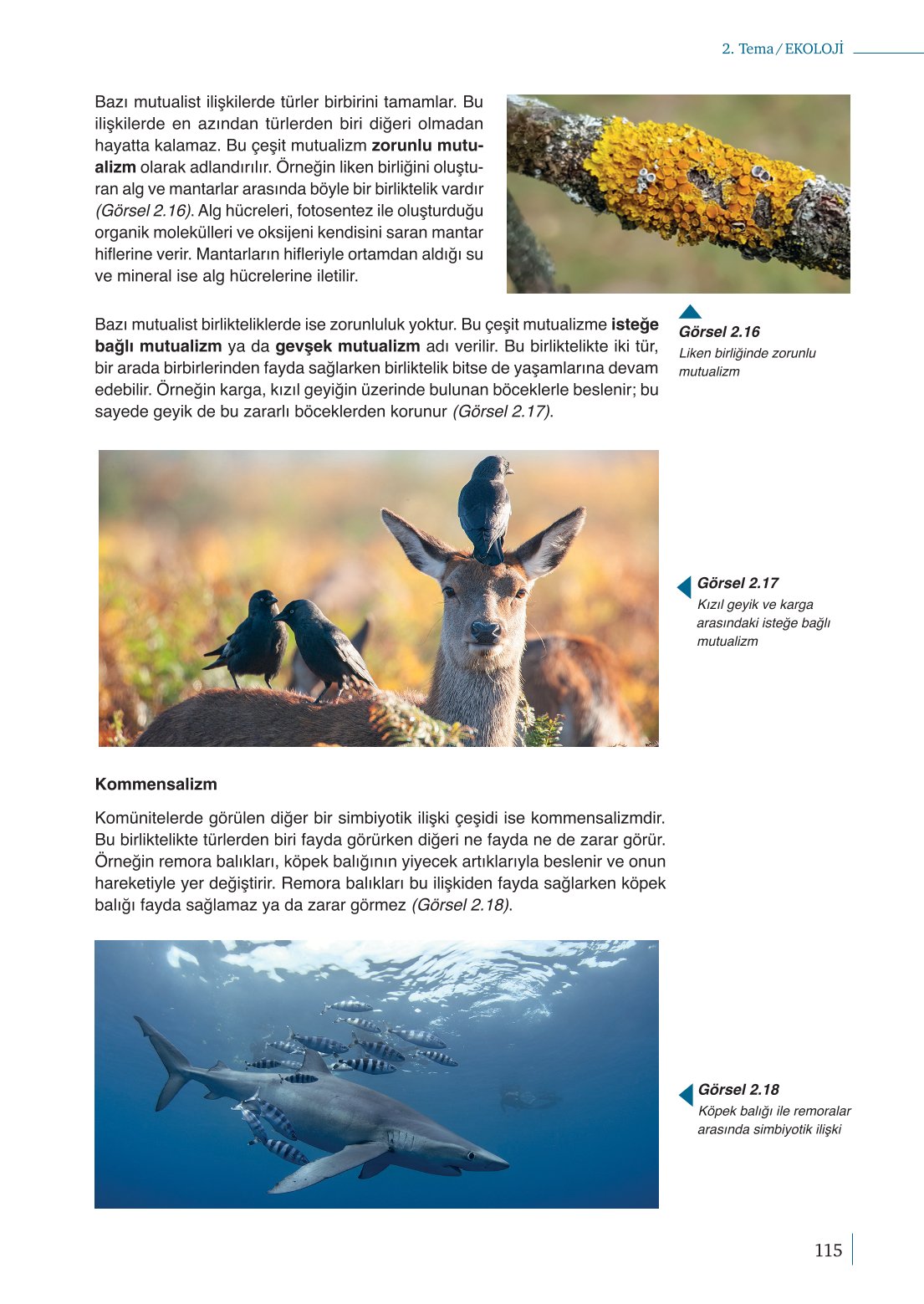 10. Sınıf Meb Yayınları Biyoloji Ders Kitabı Sayfa 115 Cevapları