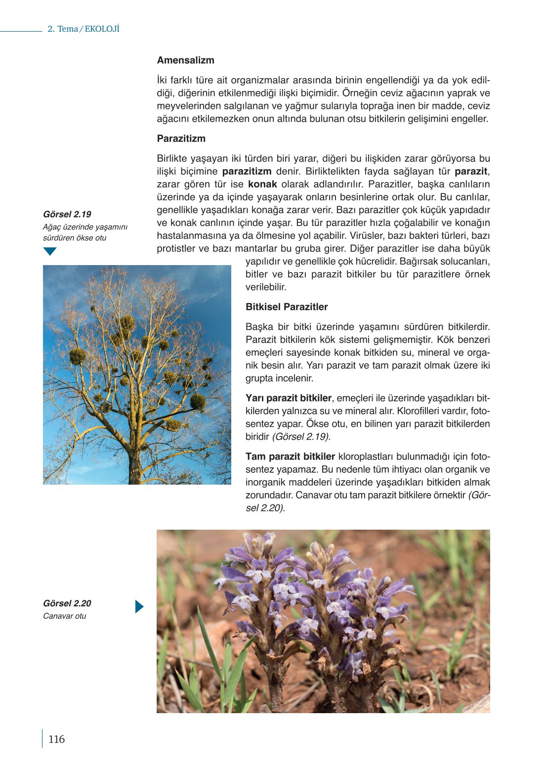 10. Sınıf Meb Yayınları Biyoloji Ders Kitabı Sayfa 116 Cevapları