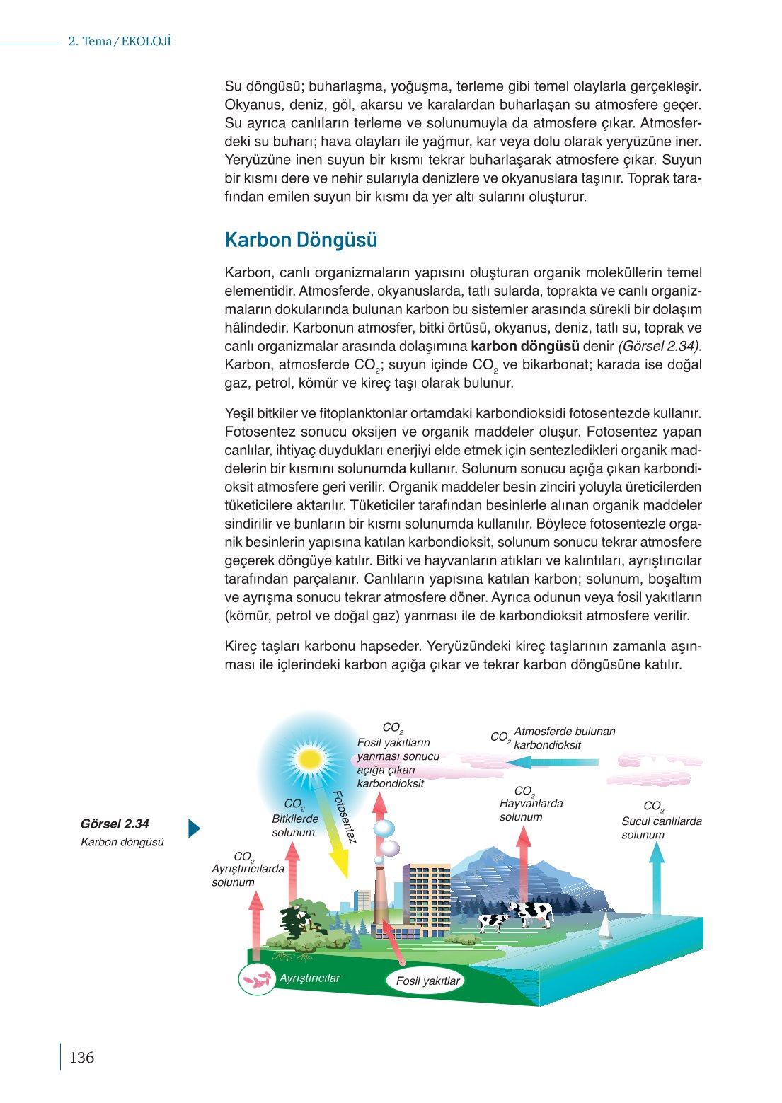 10. Sınıf Meb Yayınları Biyoloji Ders Kitabı Sayfa 136 Cevapları