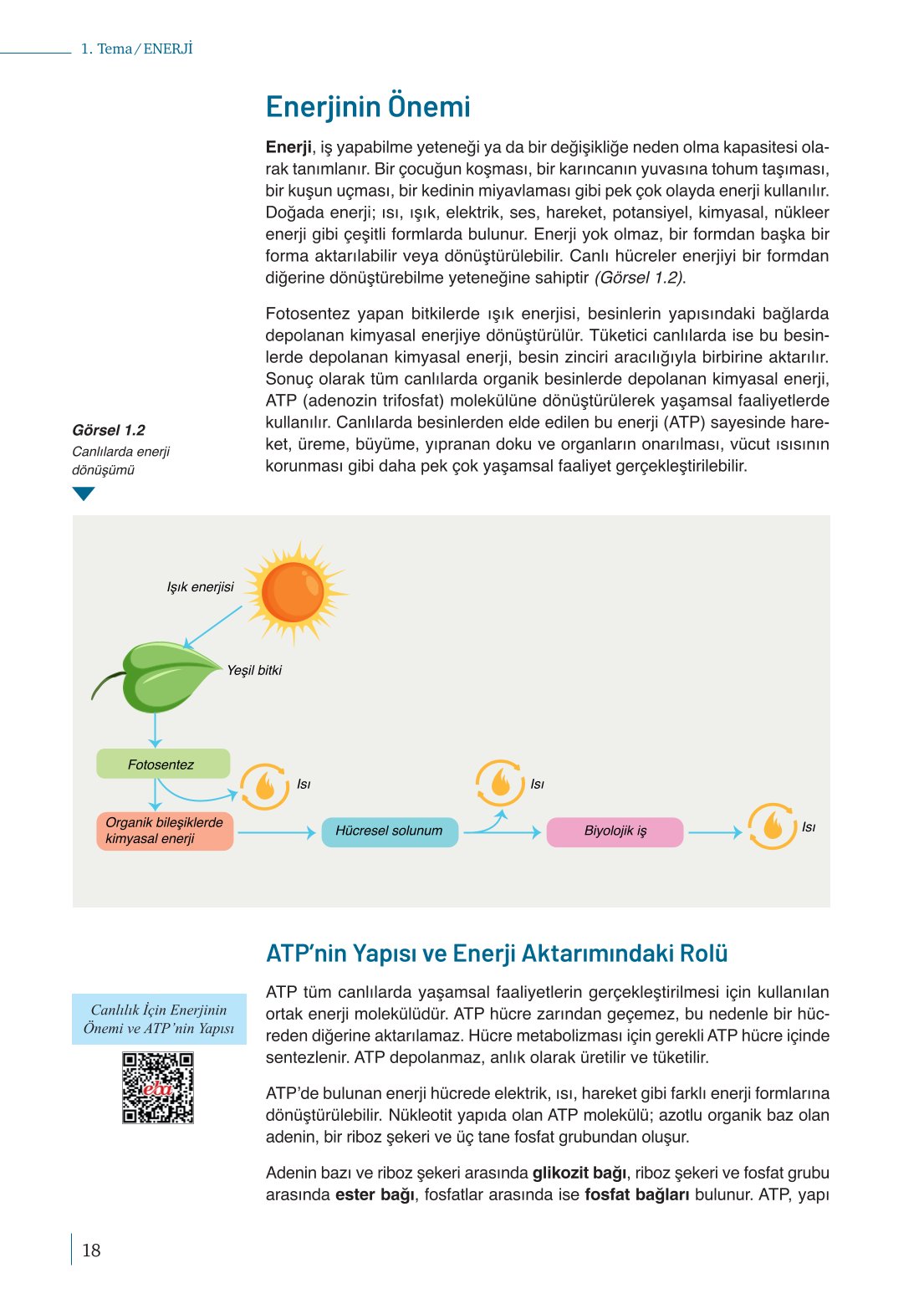 10. Sınıf Meb Yayınları Biyoloji Ders Kitabı Sayfa 18 Cevapları