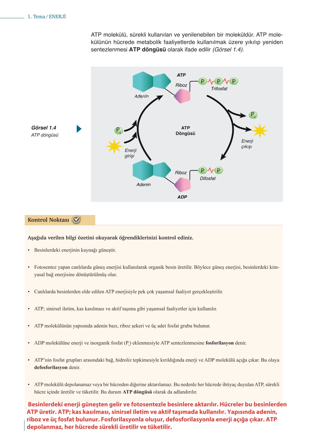 10. Sınıf Meb Yayınları Biyoloji Ders Kitabı Sayfa 20 Cevapları