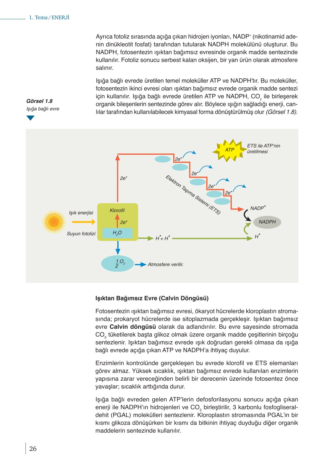 10. Sınıf Meb Yayınları Biyoloji Ders Kitabı Sayfa 26 Cevapları
