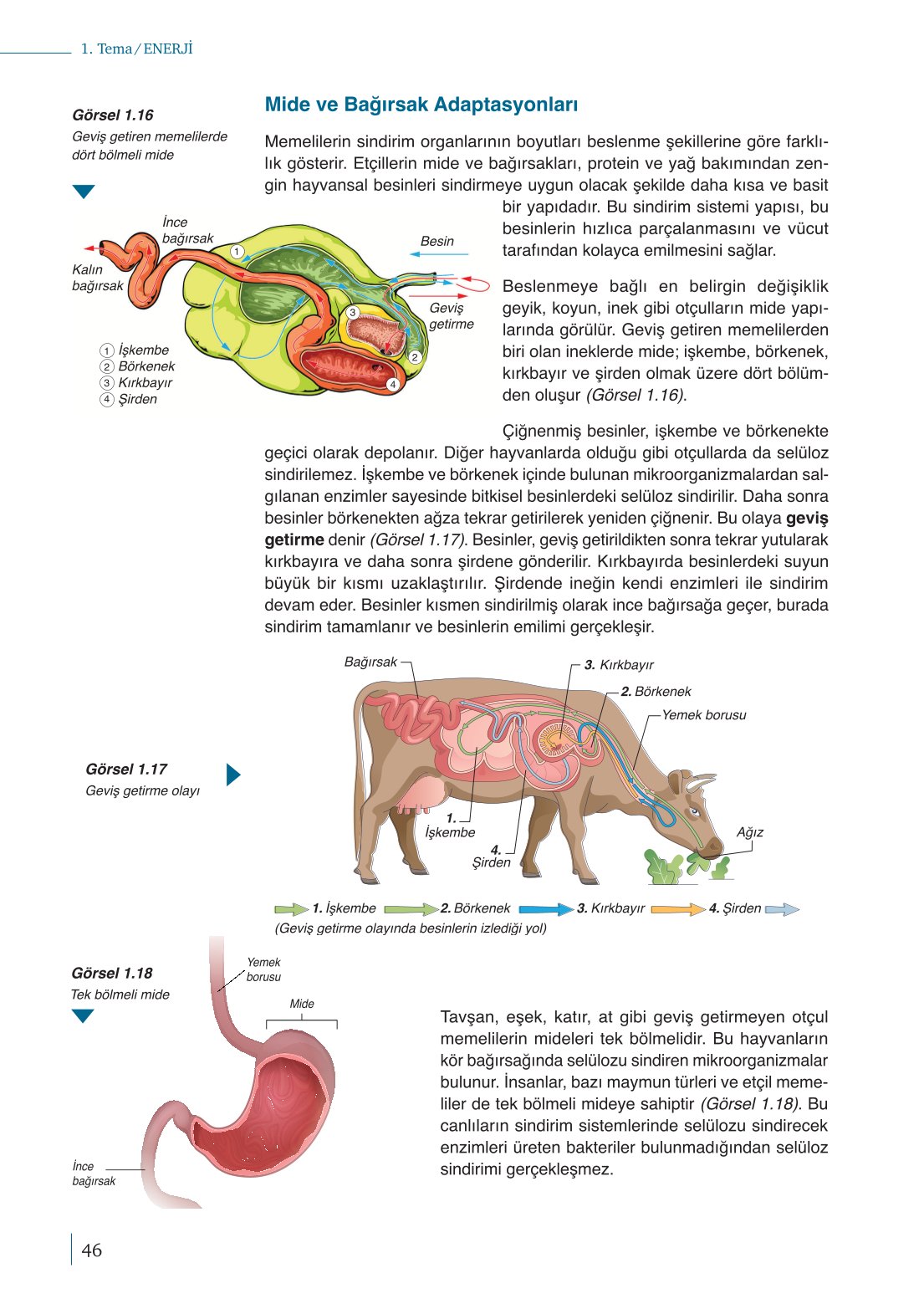 10. Sınıf Meb Yayınları Biyoloji Ders Kitabı Sayfa 46 Cevapları