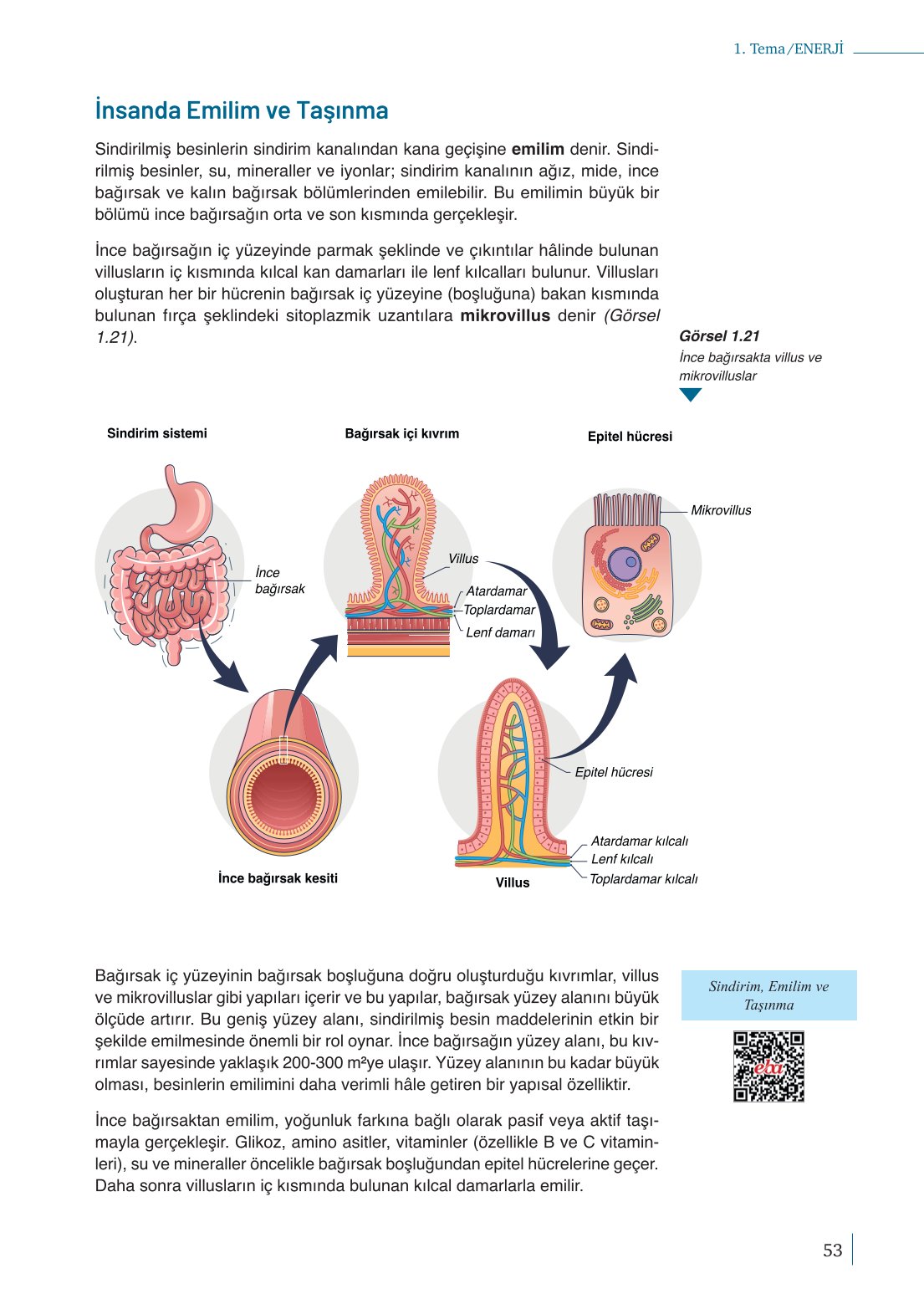 10. Sınıf Meb Yayınları Biyoloji Ders Kitabı Sayfa 53 Cevapları