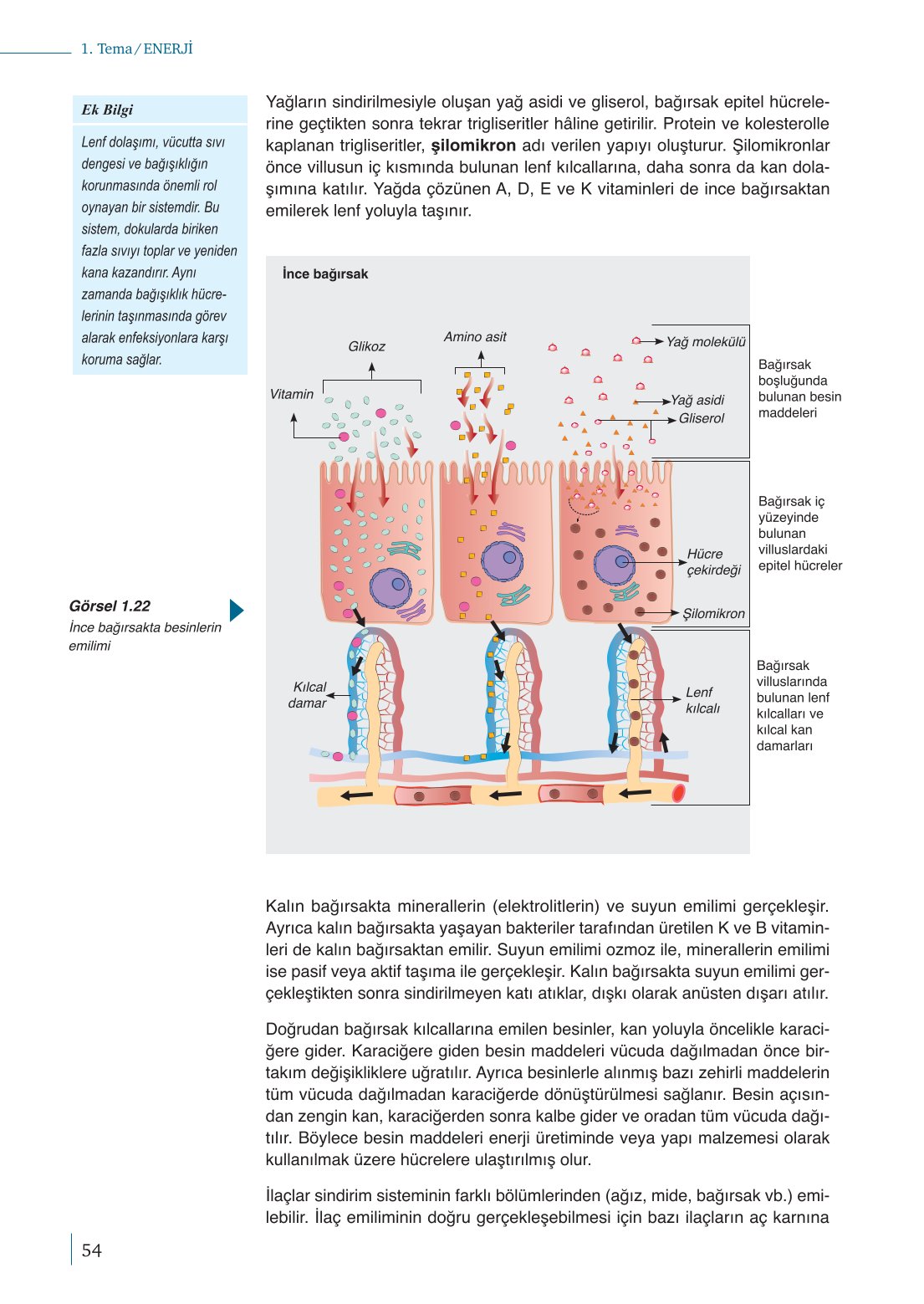 10. Sınıf Meb Yayınları Biyoloji Ders Kitabı Sayfa 54 Cevapları