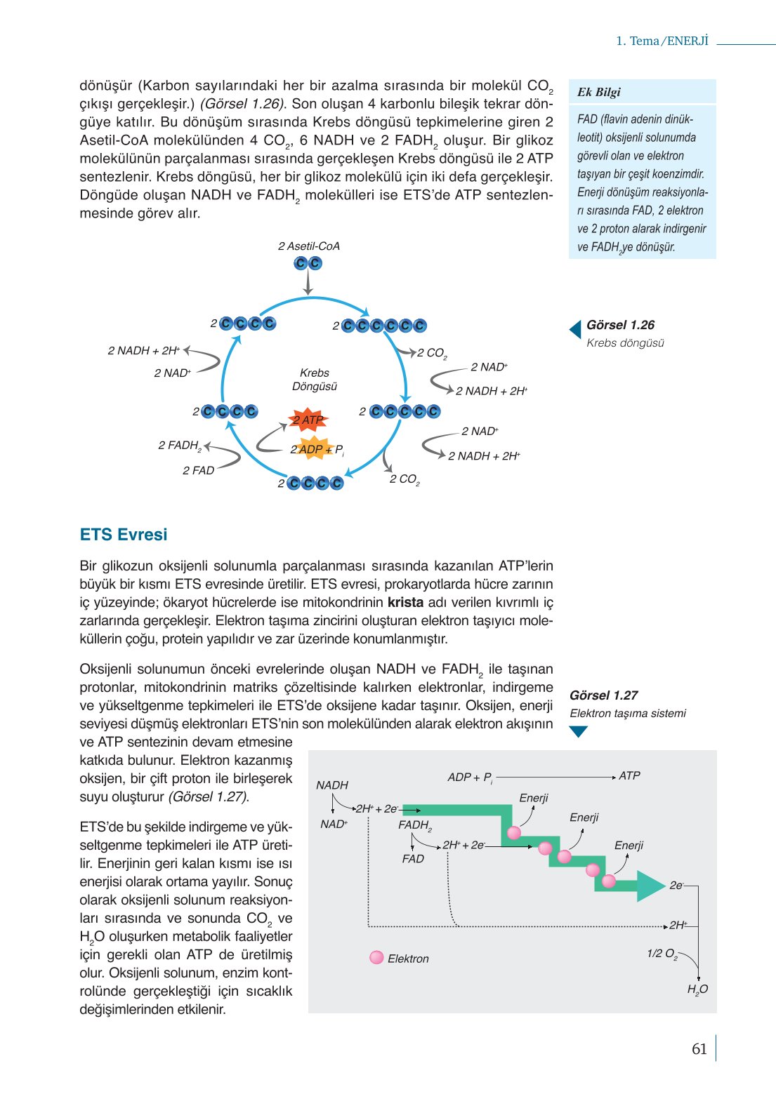 10. Sınıf Meb Yayınları Biyoloji Ders Kitabı Sayfa 61 Cevapları