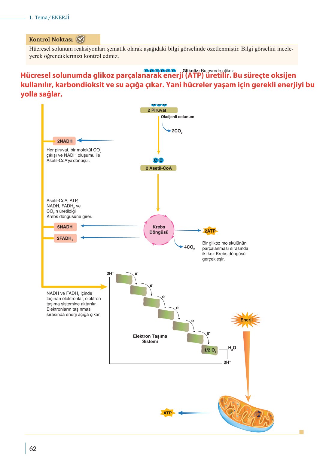 10. Sınıf Meb Yayınları Biyoloji Ders Kitabı Sayfa 62 Cevapları