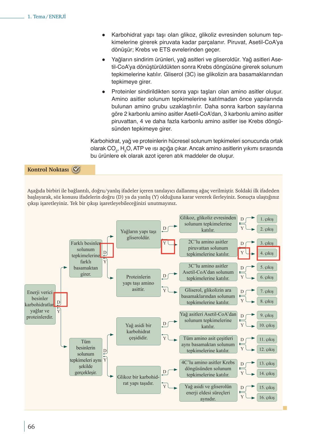 10. Sınıf Meb Yayınları Biyoloji Ders Kitabı Sayfa 66 Cevapları