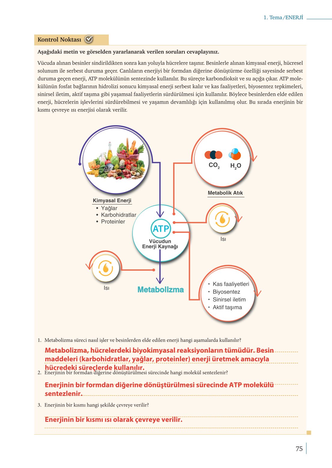 10. Sınıf Meb Yayınları Biyoloji Ders Kitabı Sayfa 75 Cevapları 10. Sınıf Meb Yayınları Biyoloji Ders Kitabı Sayfa 75 Cevapları