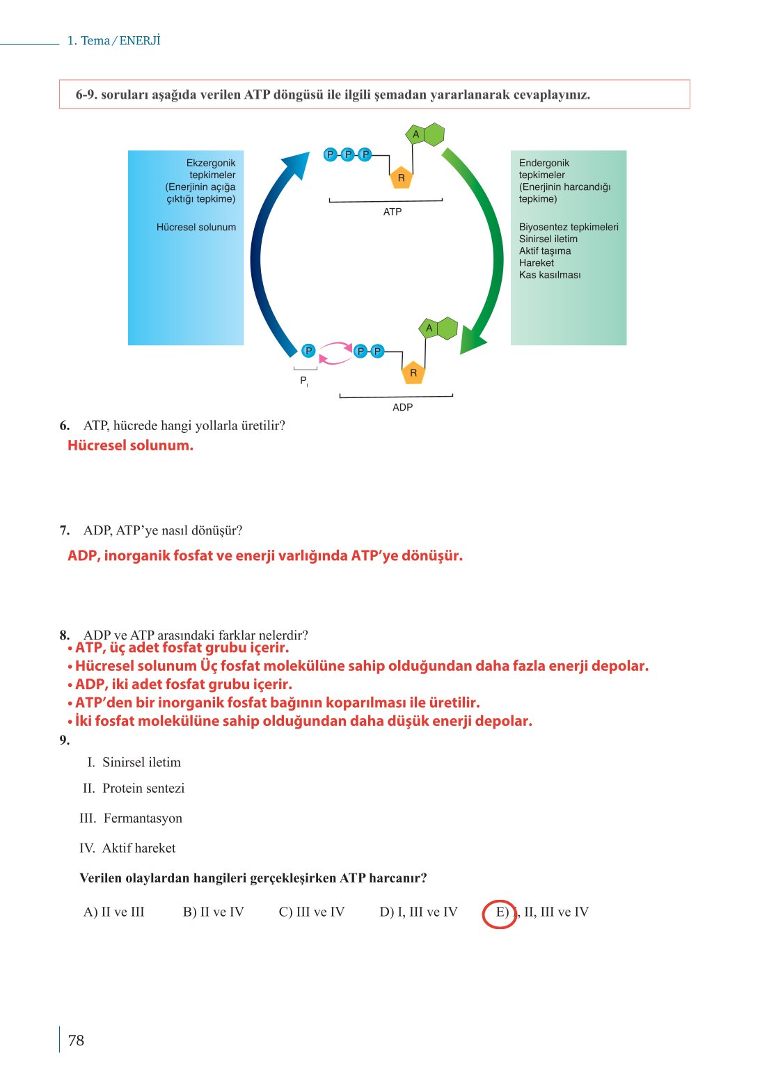 10. Sınıf Meb Yayınları Biyoloji Ders Kitabı Sayfa 78 Cevapları 10. Sınıf Meb Yayınları Biyoloji Ders Kitabı Sayfa 78 Cevapları