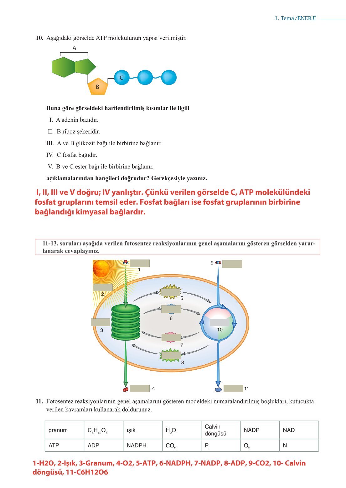 10. Sınıf Meb Yayınları Biyoloji Ders Kitabı Sayfa 79 Cevapları