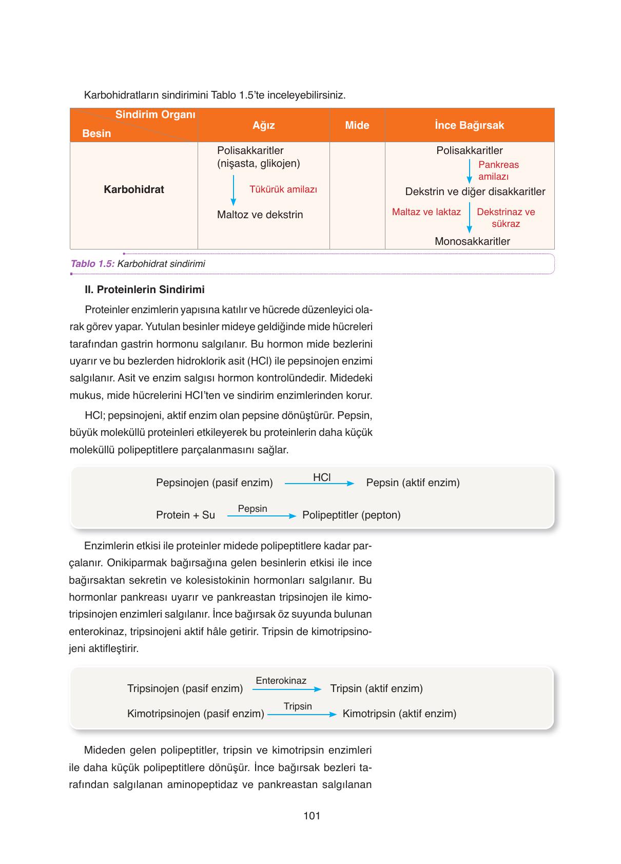 11. Sınıf Tutku Yayıncılık Biyoloji Ders Kitabı Sayfa 101 Cevapları