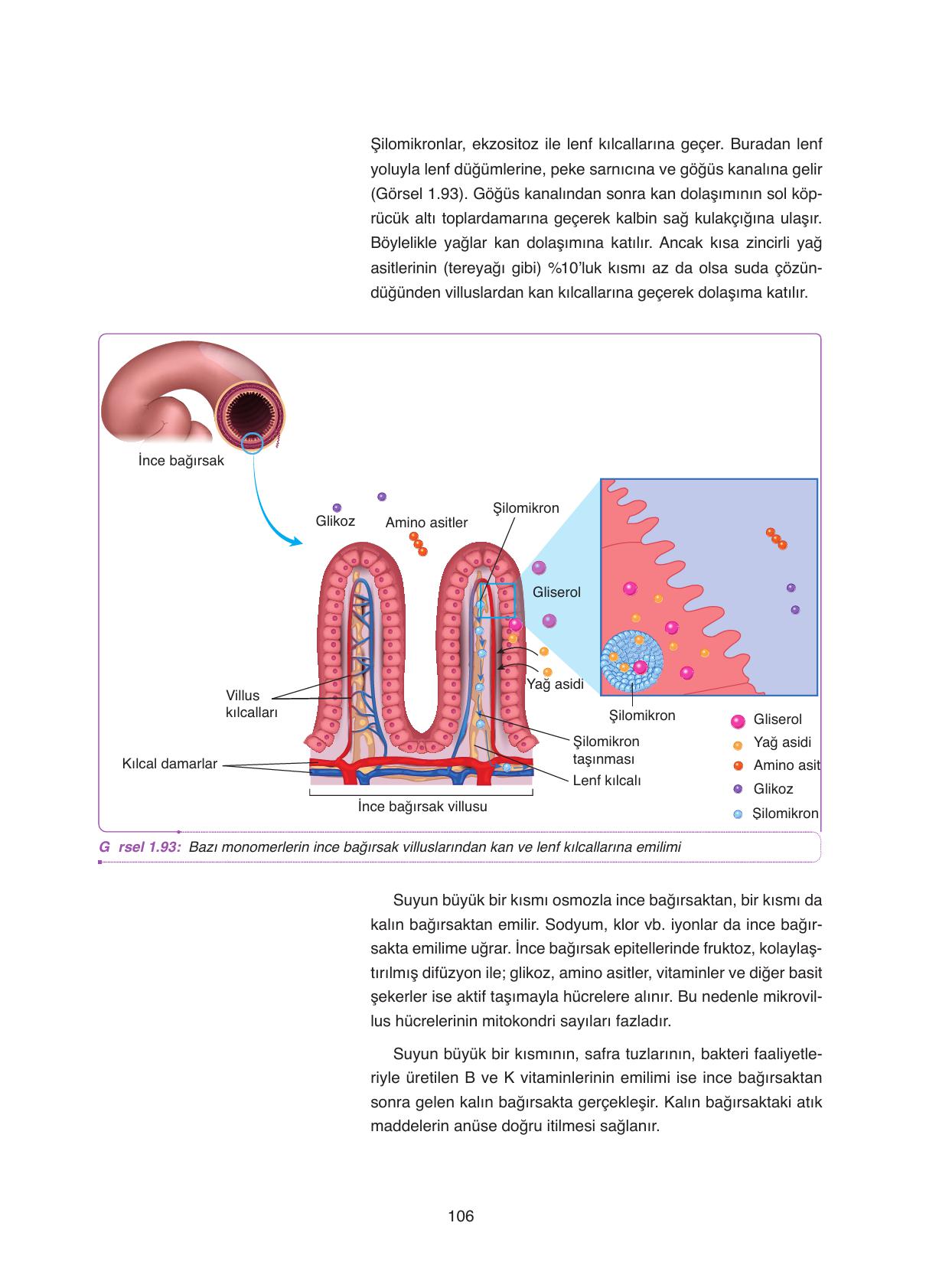 11. Sınıf Tutku Yayıncılık Biyoloji Ders Kitabı Sayfa 106 Cevapları