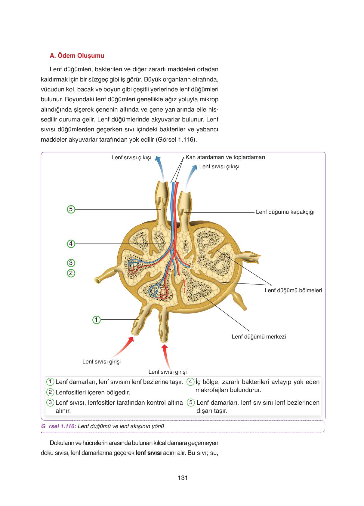 11. Sınıf Tutku Yayıncılık Biyoloji Ders Kitabı Sayfa 131 Cevapları