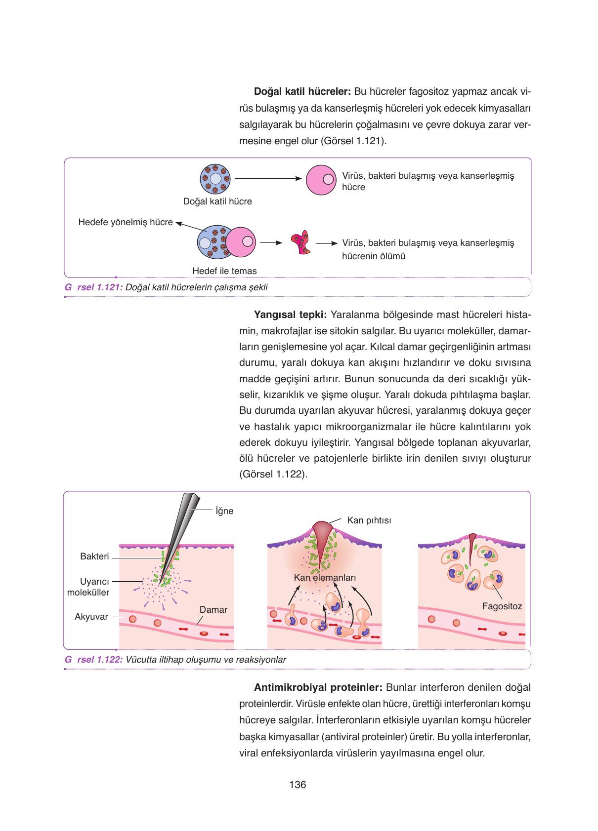 11. Sınıf Tutku Yayıncılık Biyoloji Ders Kitabı Sayfa 136 Cevapları