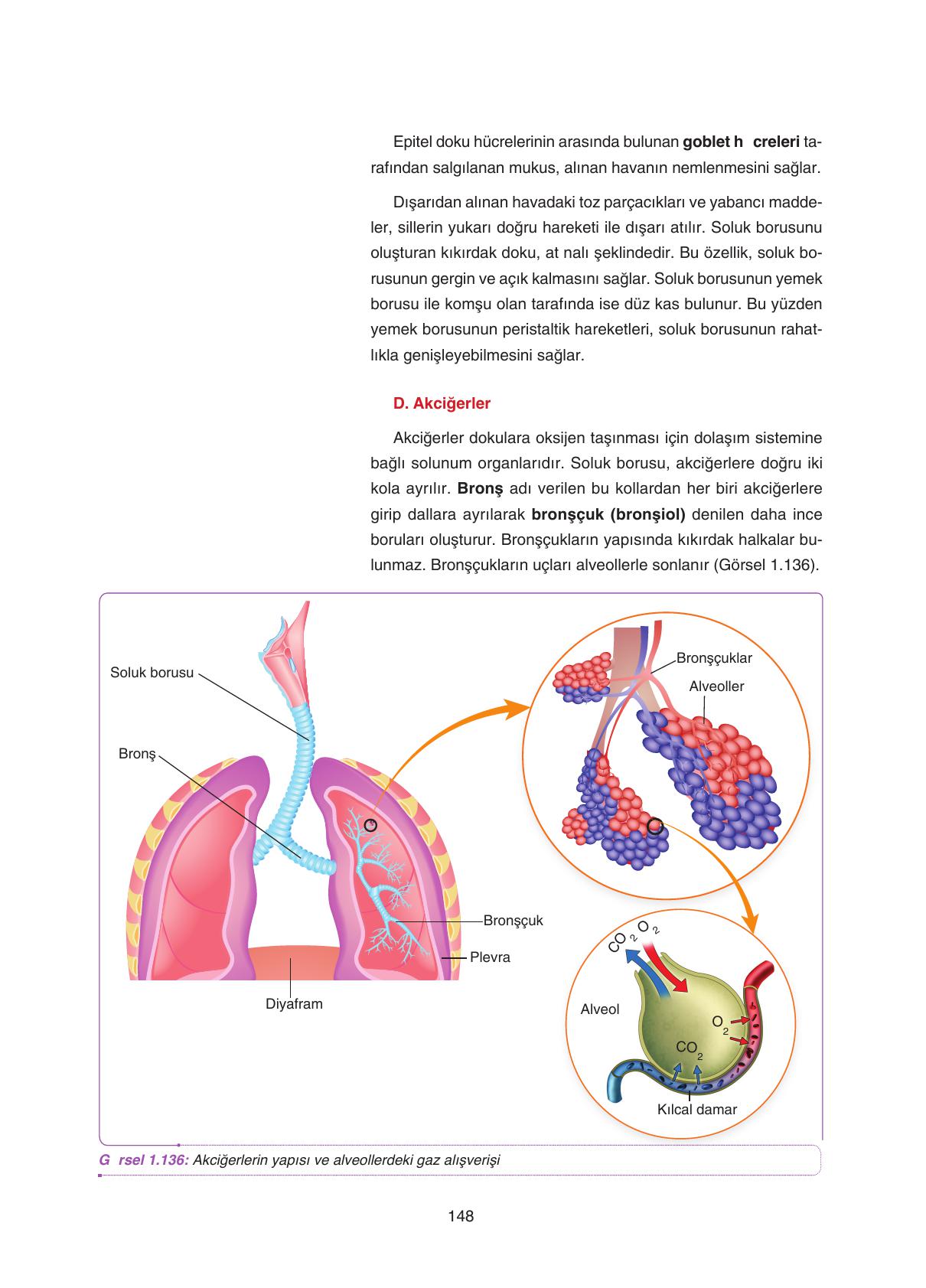11. Sınıf Tutku Yayıncılık Biyoloji Ders Kitabı Sayfa 148 Cevapları