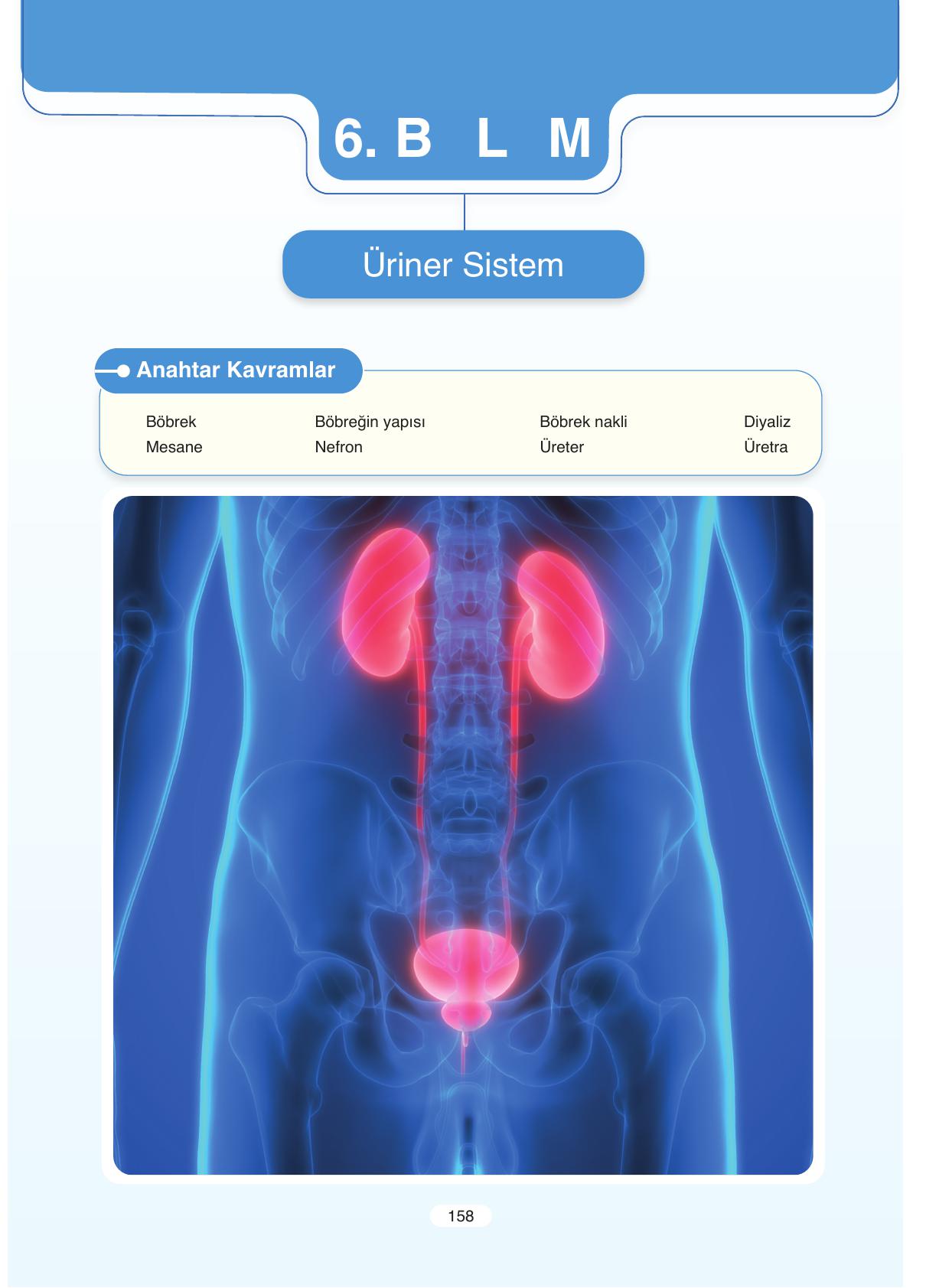 11. Sınıf Tutku Yayıncılık Biyoloji Ders Kitabı Sayfa 158 Cevapları 11. Sınıf Tutku Yayıncılık Biyoloji Ders Kitabı Sayfa 158 Cevapları