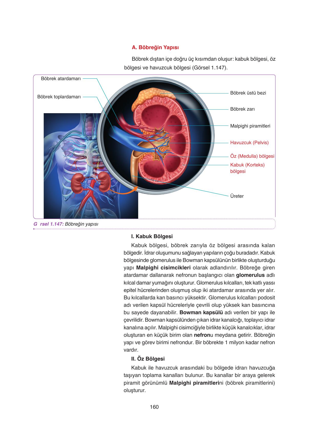 11. Sınıf Tutku Yayıncılık Biyoloji Ders Kitabı Sayfa 160 Cevapları 11. Sınıf Tutku Yayıncılık Biyoloji Ders Kitabı Sayfa 160 Cevapları