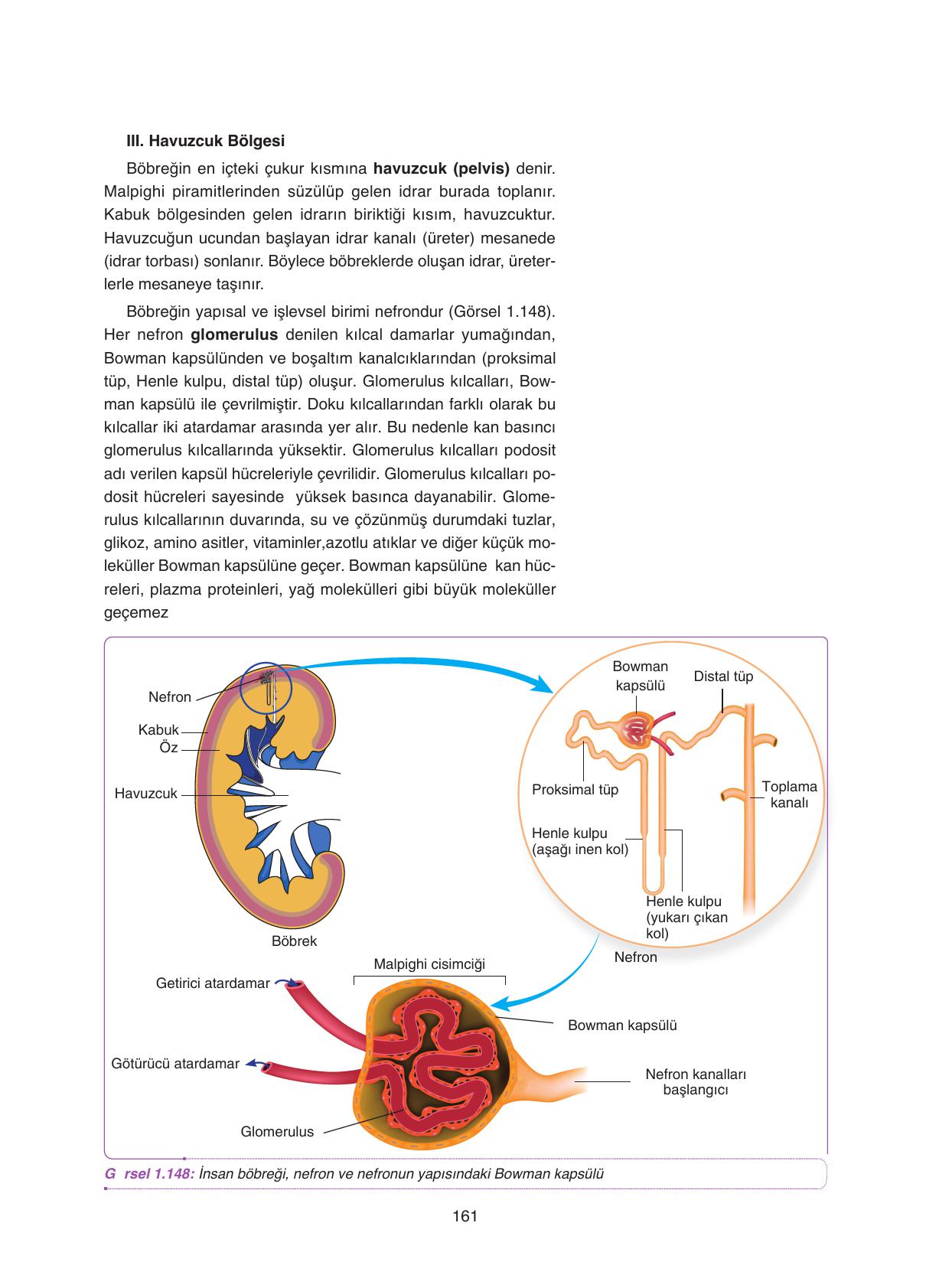 11. Sınıf Tutku Yayıncılık Biyoloji Ders Kitabı Sayfa 161 Cevapları 11. Sınıf Tutku Yayıncılık Biyoloji Ders Kitabı Sayfa 161 Cevapları