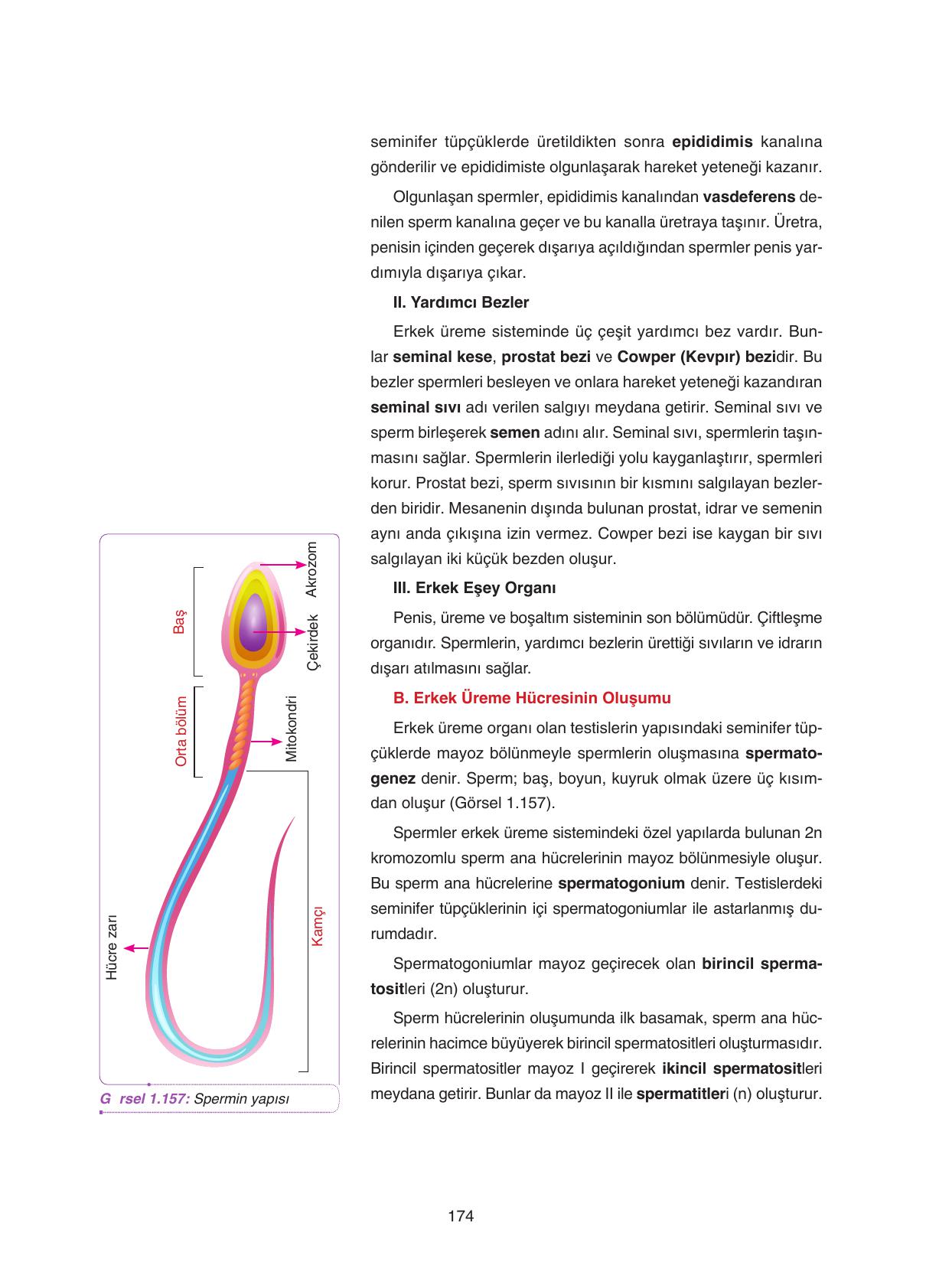 11. Sınıf Tutku Yayıncılık Biyoloji Ders Kitabı Sayfa 174 Cevapları