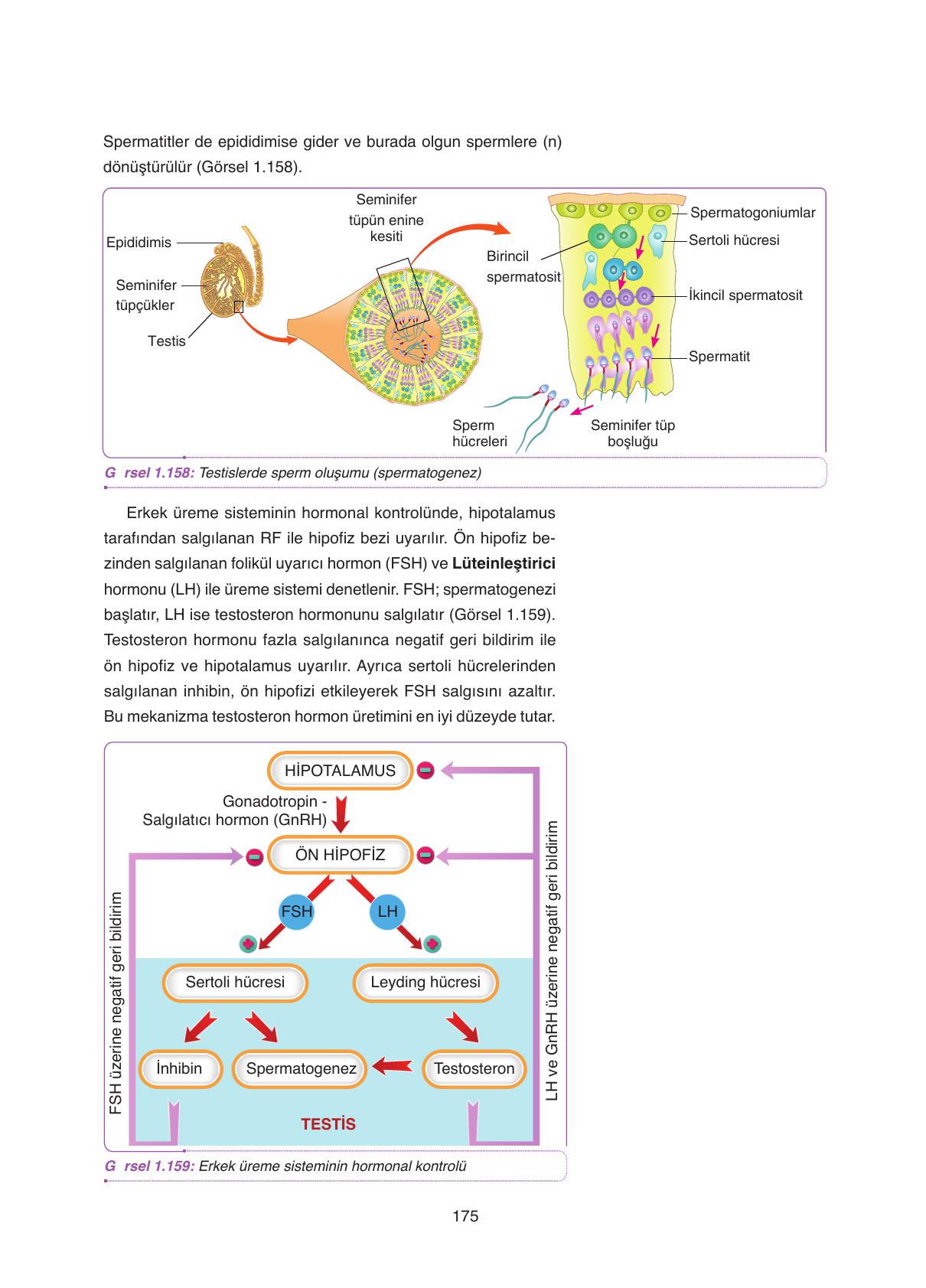 11. Sınıf Tutku Yayıncılık Biyoloji Ders Kitabı Sayfa 175 Cevapları 11. Sınıf Tutku Yayıncılık Biyoloji Ders Kitabı Sayfa 175 Cevapları
