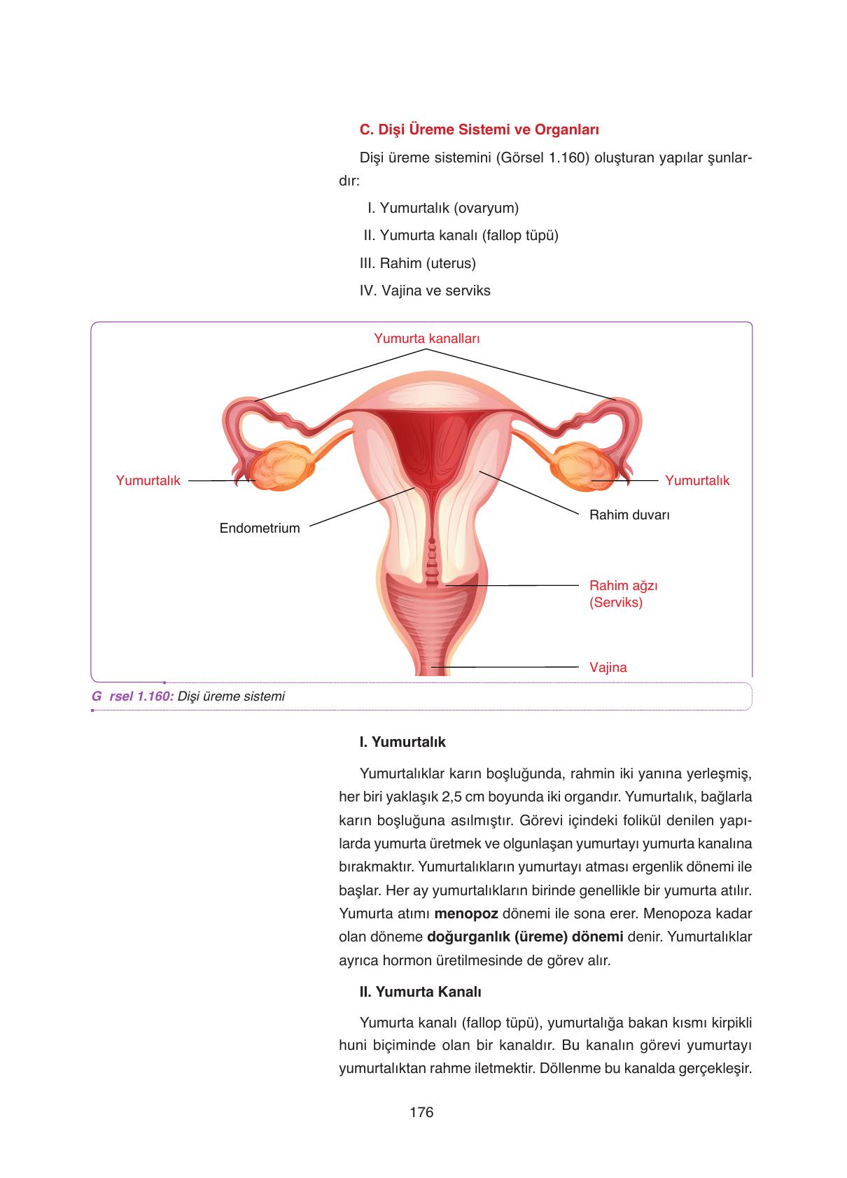 11. Sınıf Tutku Yayıncılık Biyoloji Ders Kitabı Sayfa 176 Cevapları