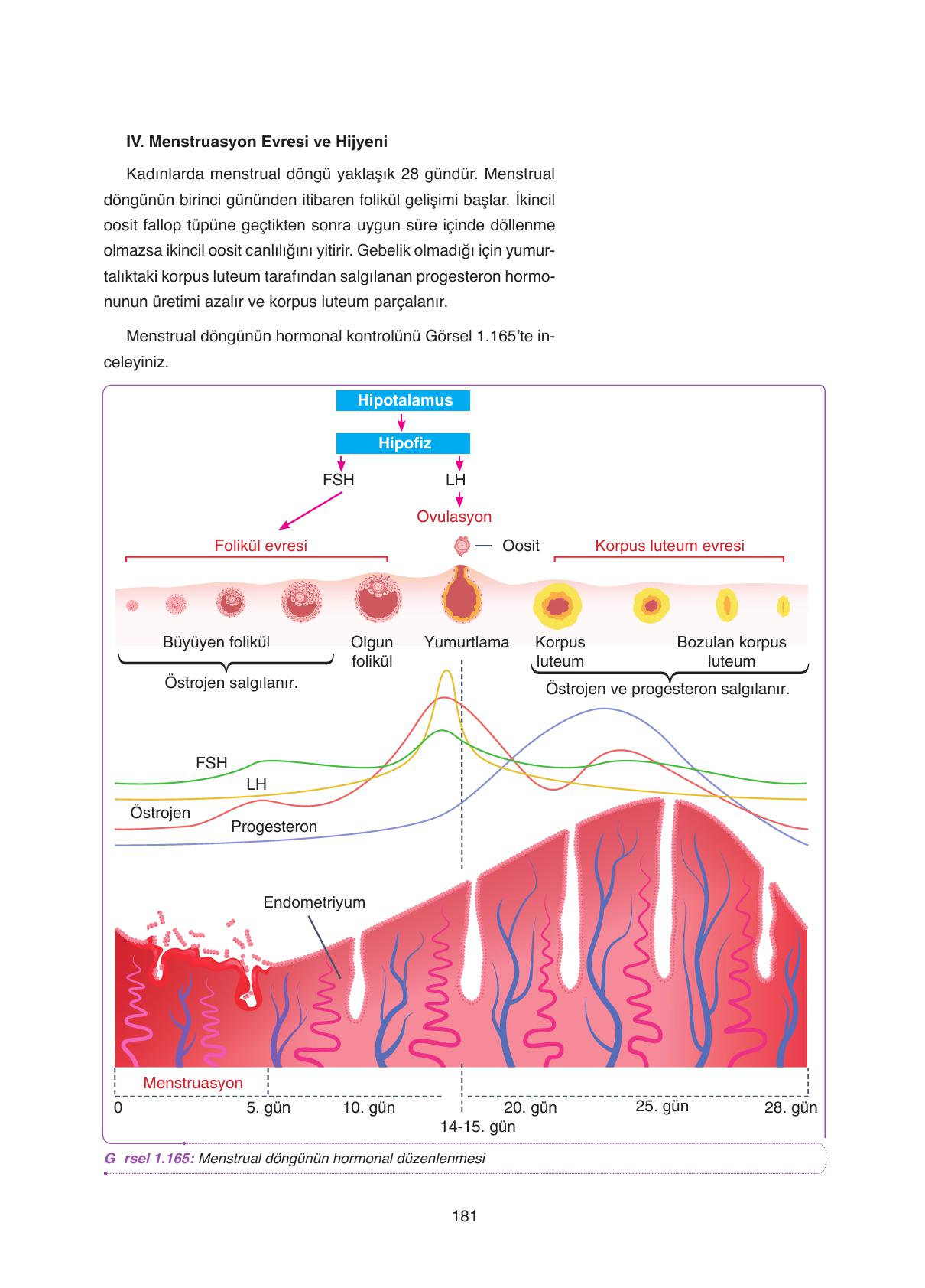 11. Sınıf Tutku Yayıncılık Biyoloji Ders Kitabı Sayfa 181 Cevapları