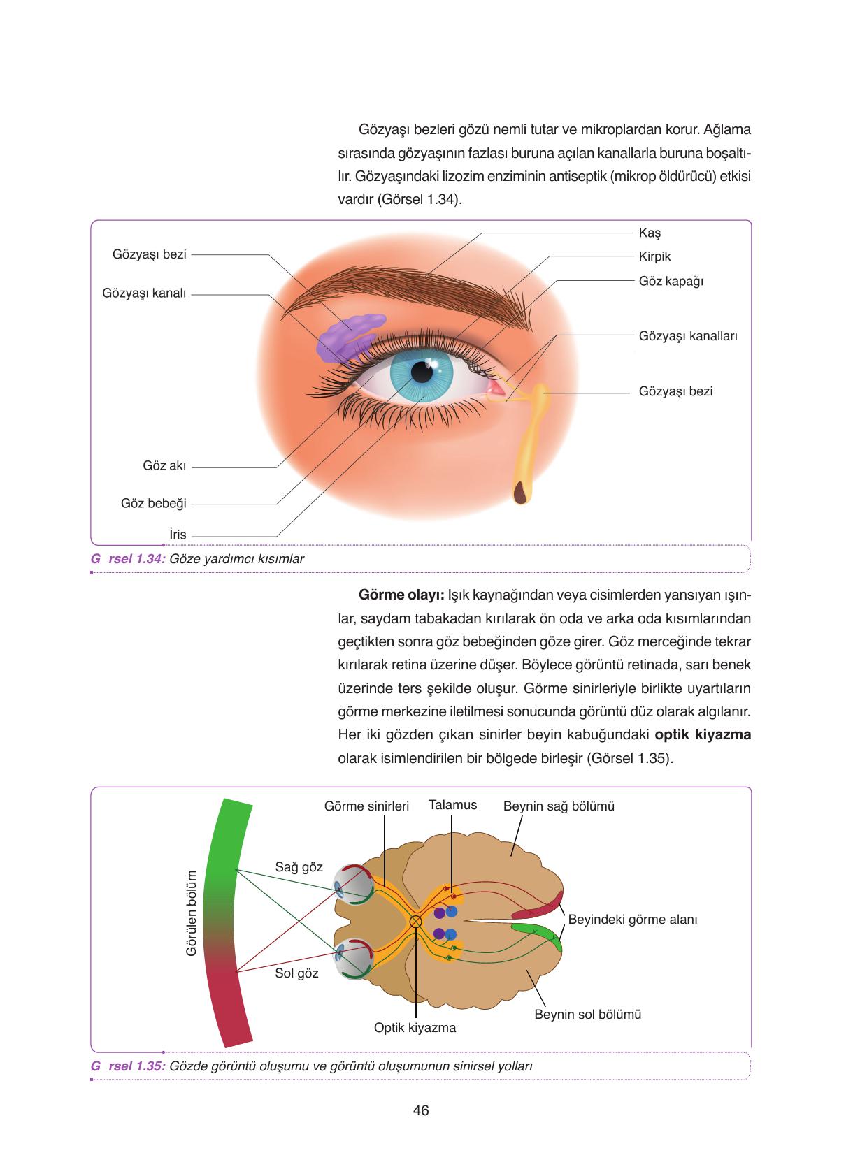 11. Sınıf Tutku Yayıncılık Biyoloji Ders Kitabı Sayfa 46 Cevapları