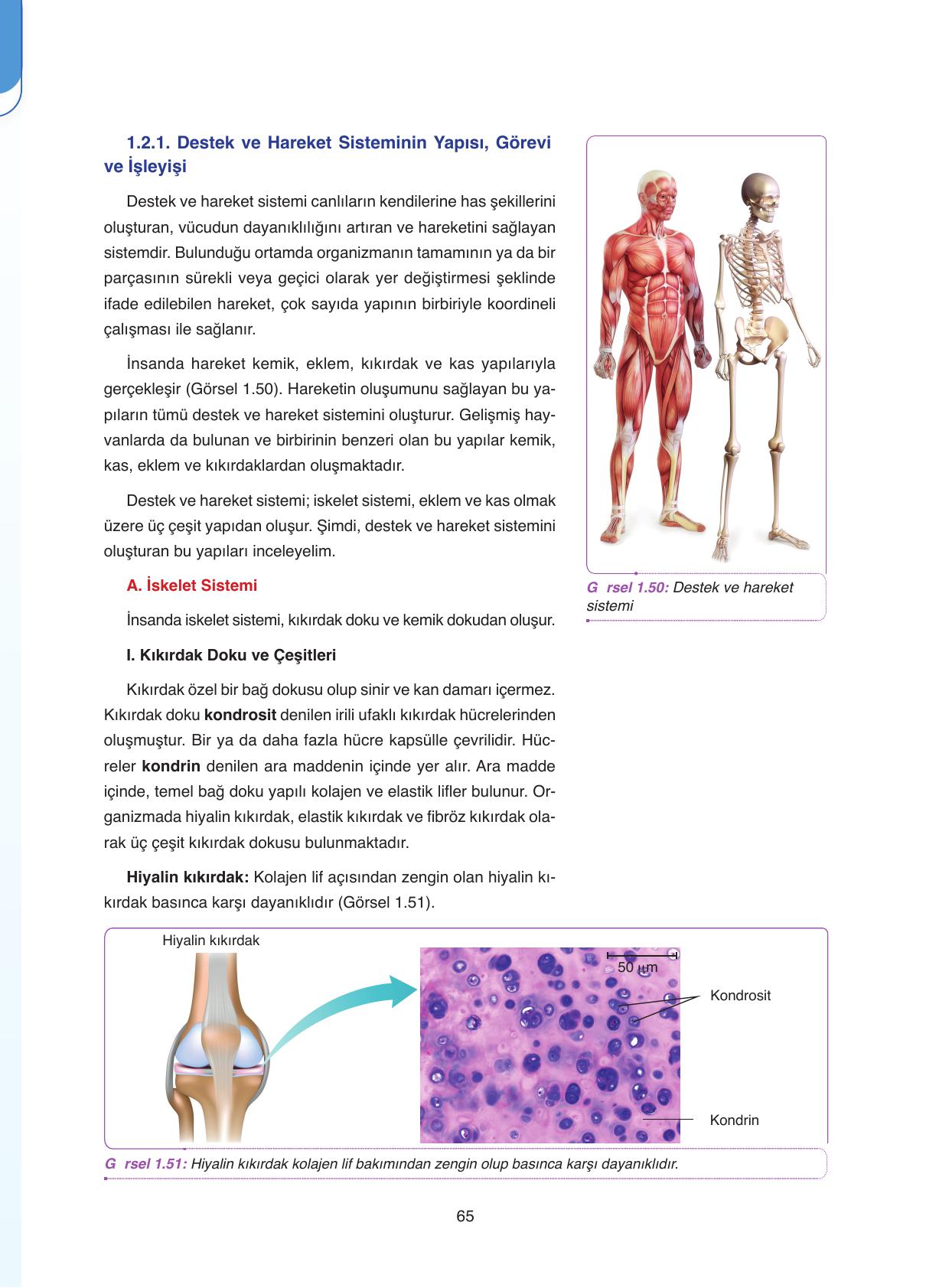 11. Sınıf Tutku Yayıncılık Biyoloji Ders Kitabı Sayfa 65 Cevapları