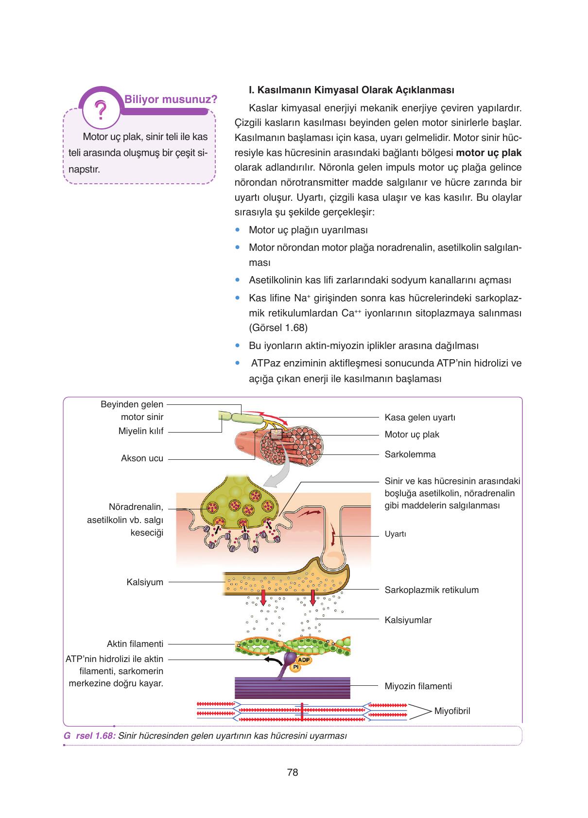 11. Sınıf Tutku Yayıncılık Biyoloji Ders Kitabı Sayfa 78 Cevapları