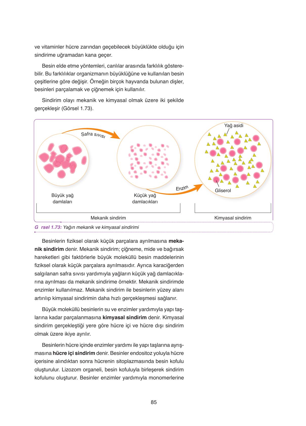 11. Sınıf Tutku Yayıncılık Biyoloji Ders Kitabı Sayfa 85 Cevapları 11. Sınıf Tutku Yayıncılık Biyoloji Ders Kitabı Sayfa 85 Cevapları