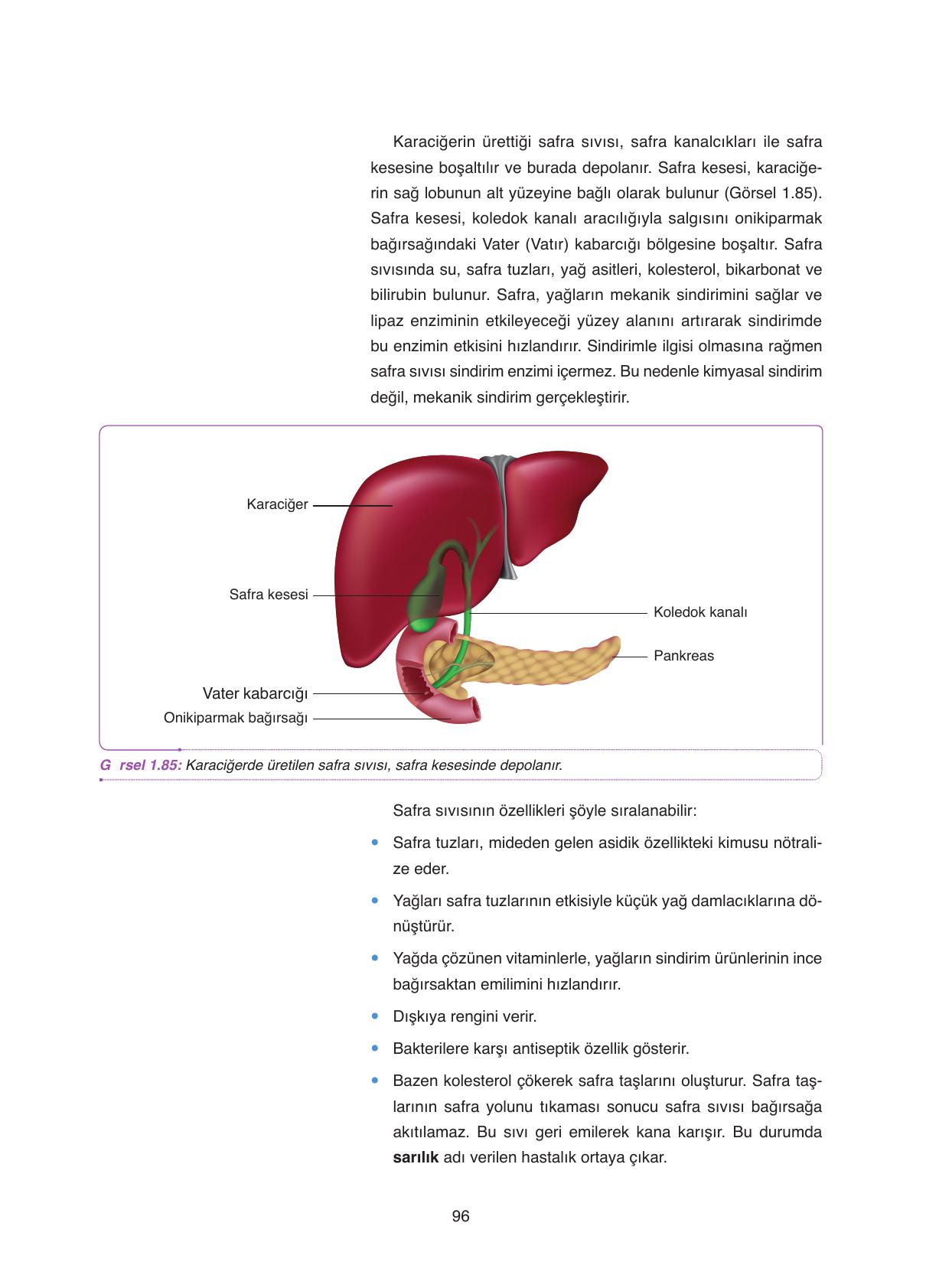 11. Sınıf Tutku Yayıncılık Biyoloji Ders Kitabı Sayfa 96 Cevapları