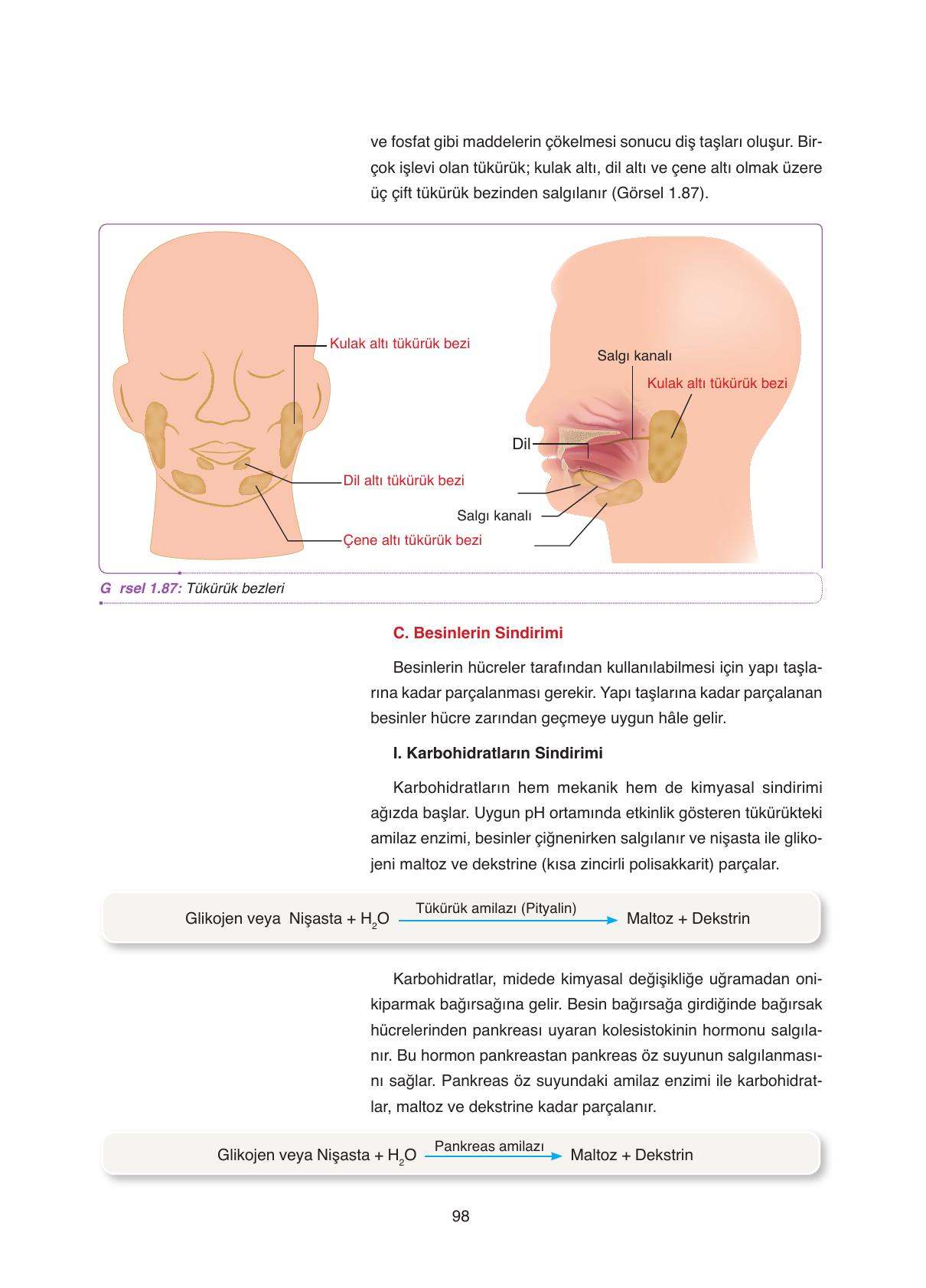 11. Sınıf Tutku Yayıncılık Biyoloji Ders Kitabı Sayfa 98 Cevapları